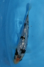20101121 183-150.jpg